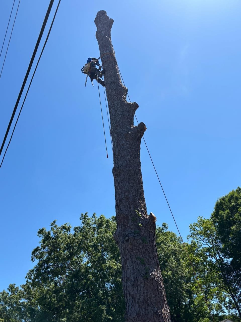 Lion Tree Service and Landscaping LLC project photo 1